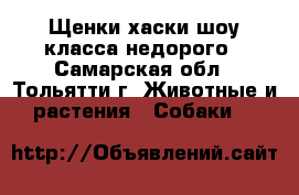 Щенки хаски шоу класса недорого - Самарская обл., Тольятти г. Животные и растения » Собаки   